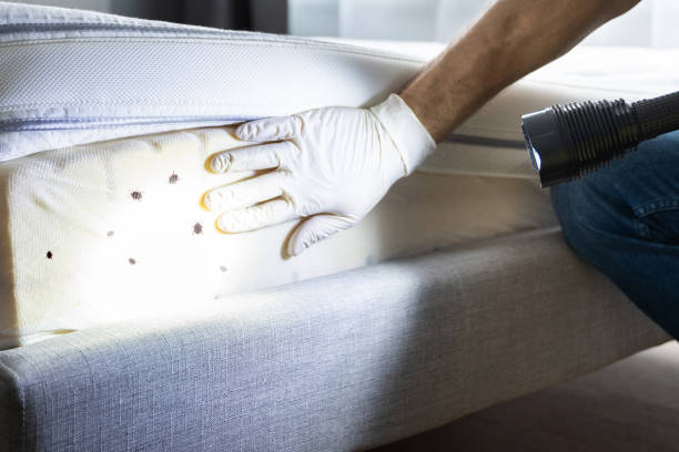Best Rat Extermination Near Me  in Ortonville, MN
