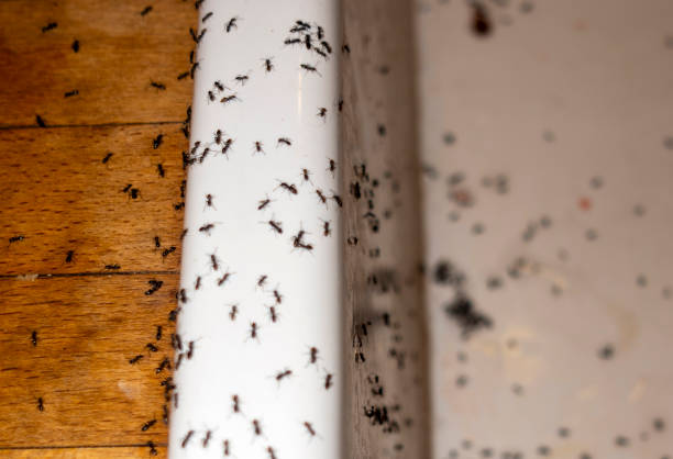 Best Best Pest Control Companies  in Ortonville, MN